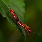 Mating Milkweed Bug